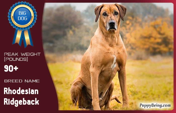 biggest largest dog breeds 37 rhodesian ridgeback