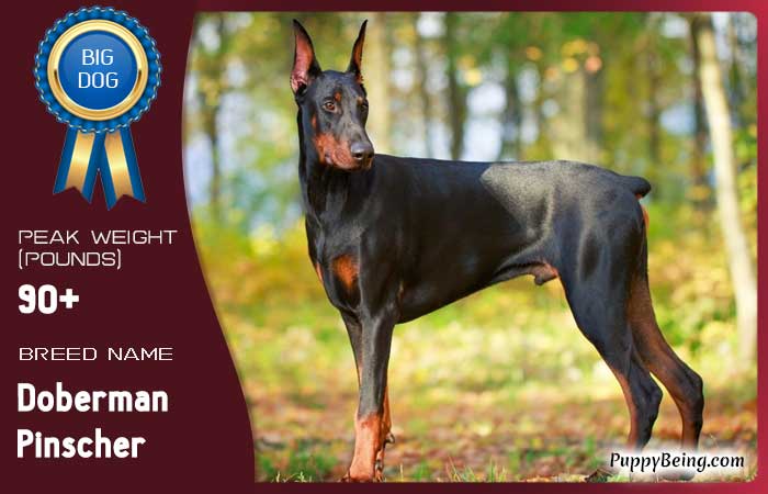 biggest largest dog breeds 38 doberman pinscher