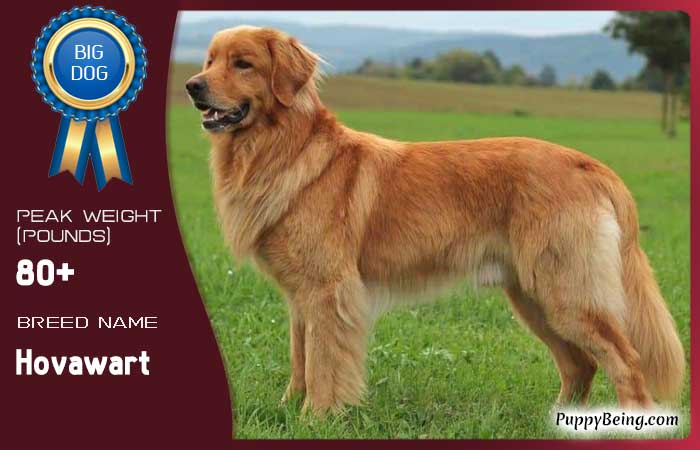 biggest largest dog breeds 39 hovawart