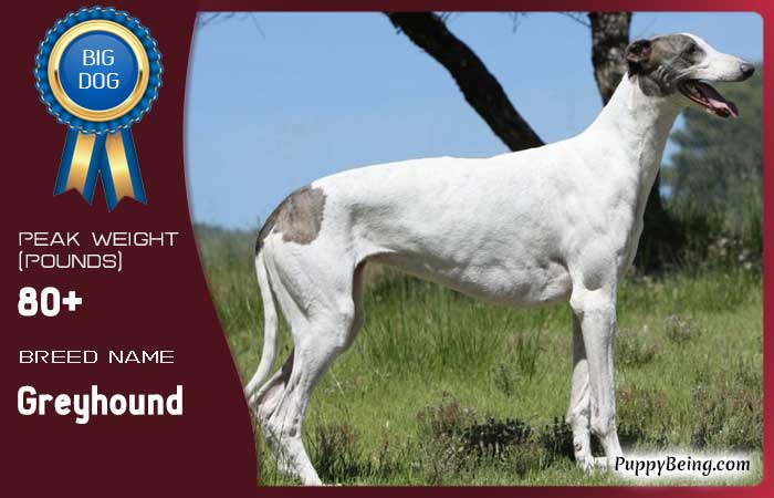 biggest largest dog breeds 41 greyhound