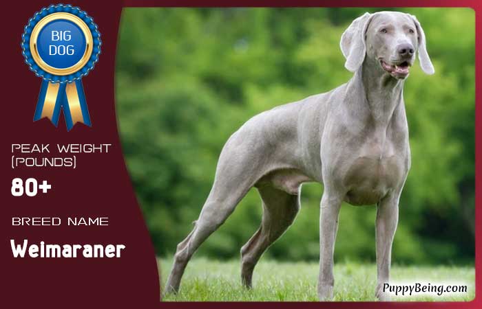 biggest largest dog breeds 42 weimaraner