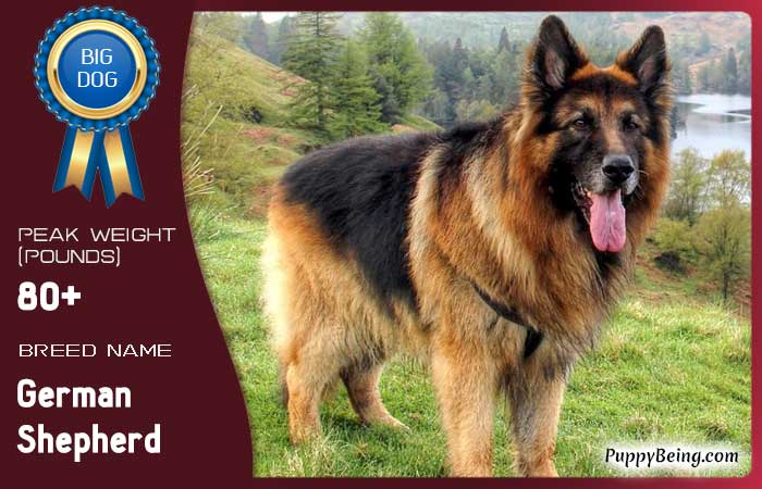 biggest largest dog breeds 43 german shepherd