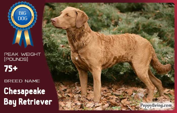 biggest largest dog breeds 46 chesapeake bay retriever