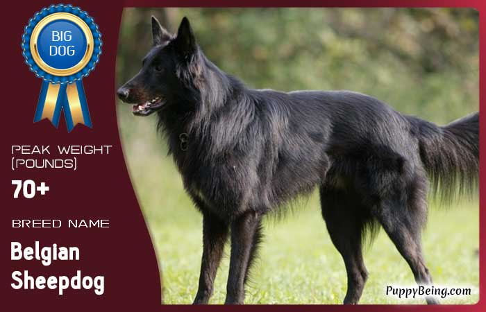biggest largest dog breeds 49 belgian sheepdog