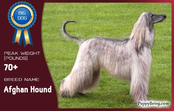 biggest largest dog breeds 51 afghan hound