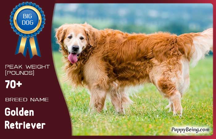 biggest largest dog breeds 52 golden retriever