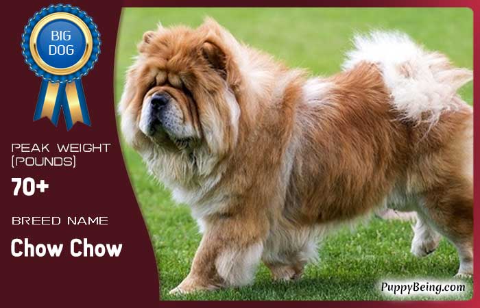 biggest largest dog breeds 55 chow chow