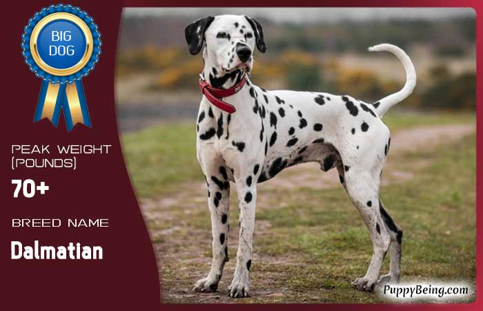 biggest largest dog breeds 58 dalmatian