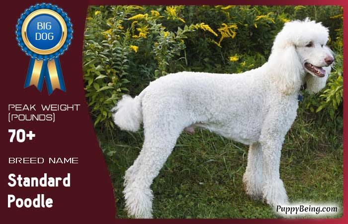 biggest largest dog breeds 60 standard poodle