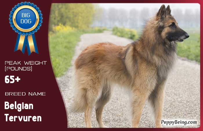 biggest largest dog breeds 64 belgian tervuren