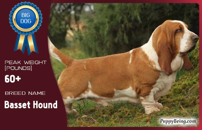 biggest largest dog breeds 68 basset hound