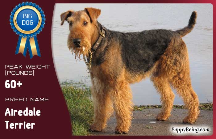 biggest largest dog breeds 69 airedale terrier
