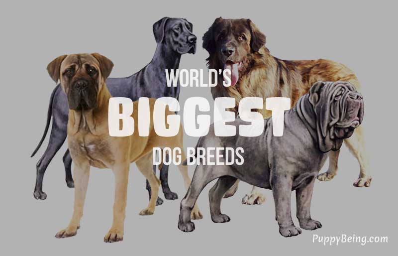 biggest largest dog breeds list