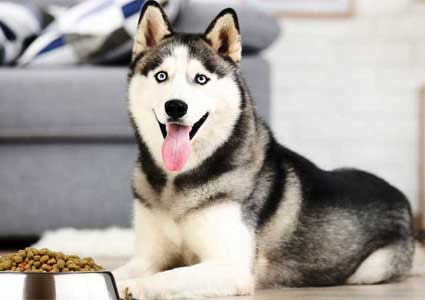 Best Dog Food For Siberian Huskies