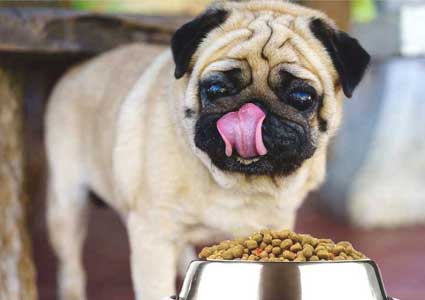 Best Dog Food For Pugs