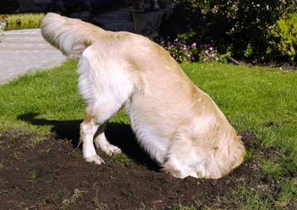 How To Stop A Dog From Digging Holes In Dirt