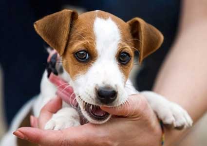 How To Stop Your Puppy From Biting Your Hands And Feet