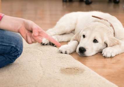How To Stop Your Puppy From Peeing In The House