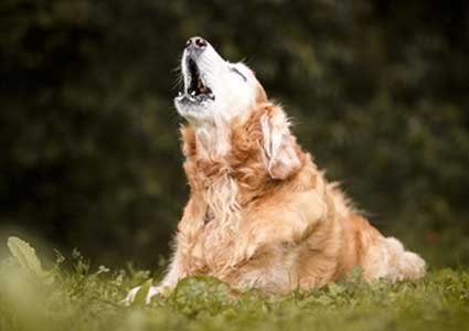 How To Stop Your Dog From Howling When Left Alone