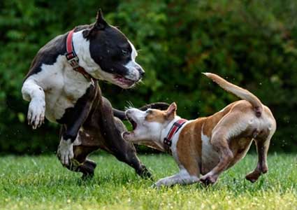 How To Stop Your Dogs From Fighting