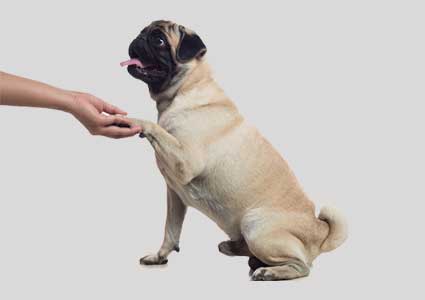 Teach Your Dog To Shake Hands