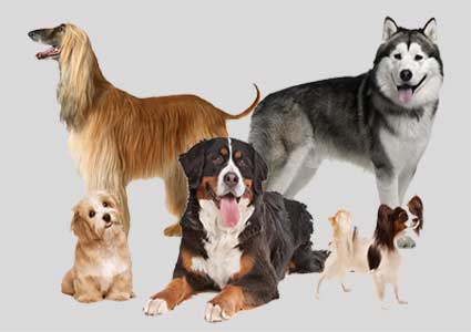 67 Most Beautiful Dog Breeds - Adorable & Gorgeous Canines