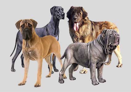 73 Biggest Dog Breeds – World’s Largest Giant Canines
