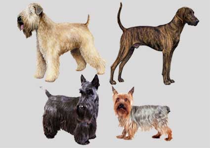 47 Hypoallergenic Dogs That Do Not Shed (Small, Medium & Big Breeds)