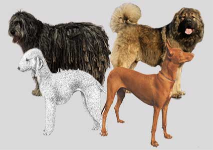 77 Rare, Exotic And Unique Dog Breeds From Around The World