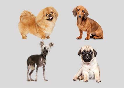 31 Smallest Dog Breeds - World