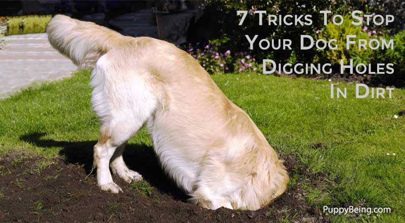 01A How To Stop A Dog From Digging Holes In Dirt Within Yard Or Under Fences