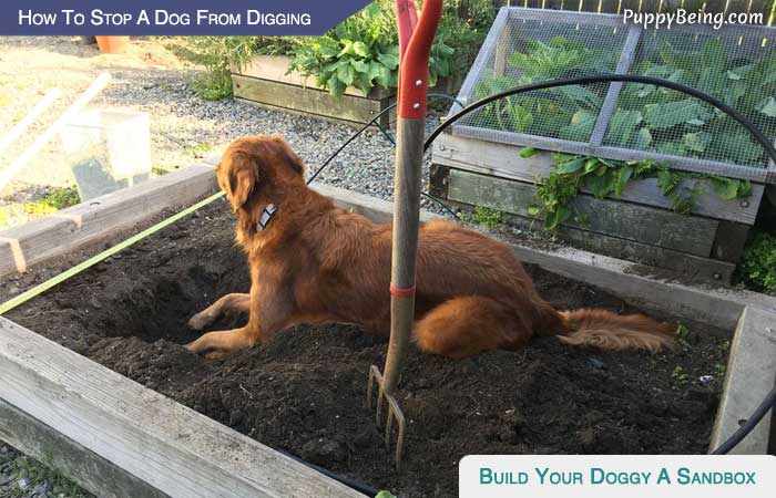 04 How To Prevent Dogs From Digging Build A Sandbox