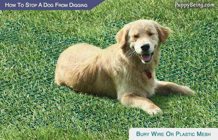 05 How To Keep Dogs From Digging In Flower Beds Bury Wire Plastic Mesh