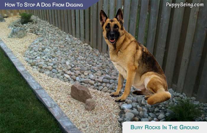 06 How To Keep Dogs From Digging Under Fence Bury Rocks In Ground