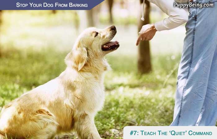 Stop Your Dog From Barking At People Animals Objects 01 Teach Quiet Command