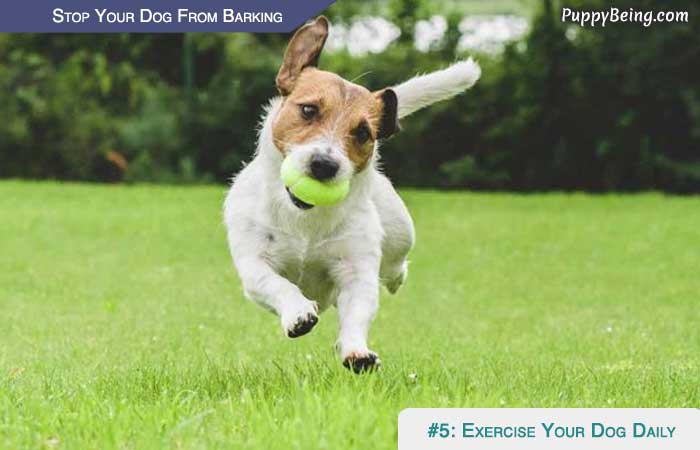 Stop Your Dog From Barking At People Animals Objects 03 Daily Exercise