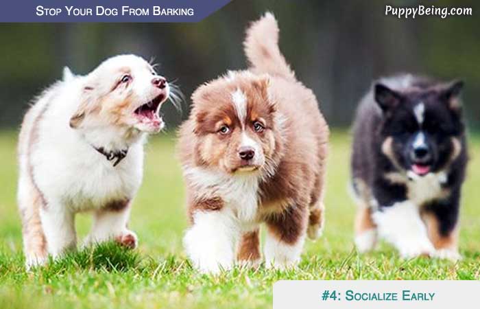 Stop Your Dog From Barking At People Animals Objects 04 Socialization