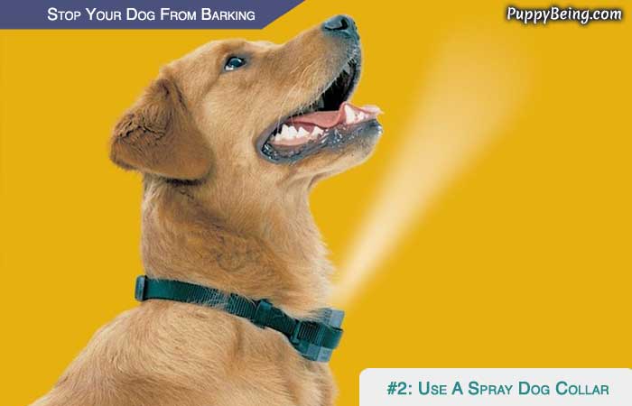 Stop Your Dog From Barking At People Animals Objects 06 Spray Dog Collars