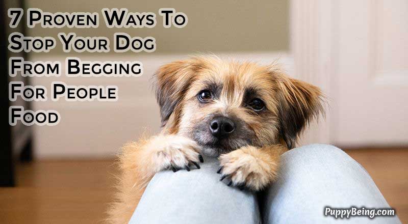 00 Stop Your Dog From Begging For People Food