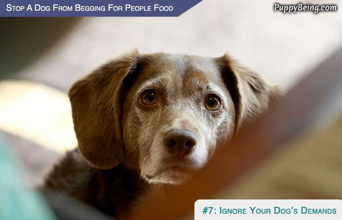 Stop Your Dog From Begging For People Food 01 Ignore Dogs Demands