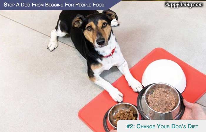 Stop Your Dog From Begging For People Food 06 Change Dogs Diet