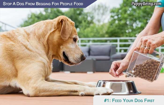 Stop Your Dog From Begging For People Food 07 Feed Your Dog First