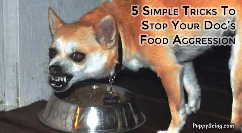 00 Stop Your Dog From Being Food Aggressive