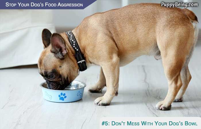 Stop Your Dog From Being Food Aggressive 01 Dont Mess With The Puppys Bowl