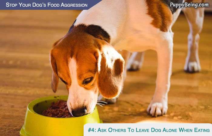 Stop Your Dog From Being Food Aggressive 02 Ask Family Members To Leave Your Dog In Peace