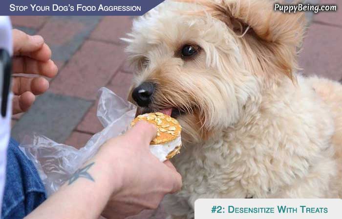 Stop Your Dog From Being Food Aggressive 04 Desensitize With Treats
