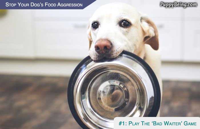 Stop Your Dog From Being Food Aggressive 05 The Bad Waiter Game