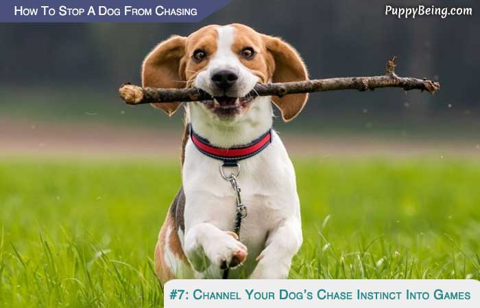 Stop Your Dog From Chasing Cars Animals Moving Objects 01 Channel Your Dogs Chase Instinct Into Games