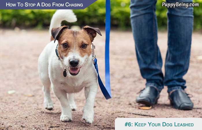 Stop Your Dog From Chasing Cars Animals Moving Objects 02 Keep Your Dog Leashed Or Contained