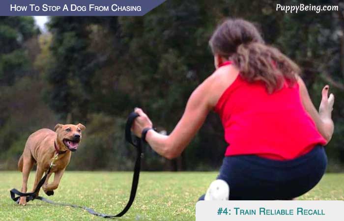 Stop Your Dog From Chasing Cars Animals Moving Objects 04 Train Your Dog To Recall On Command